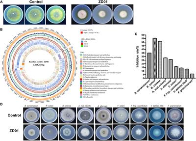 Antifungal Effects of Volatiles Produced by Bacillus subtilis Against Alternaria solani in Potato